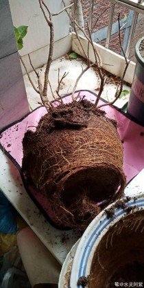 换盆的旧土别丢了，掺点料，肥得冒油 ，（日常生活中，有很多东西都能拿来做花肥，养花必备）