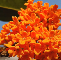 4种花卉“一剪没”，秋天剪一刀，花朵少一半 