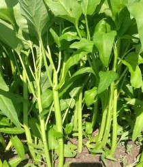 🔥【空心菜三天一茬的暴利秘密！8 大绝招让你亩赚 2 万元】🔥