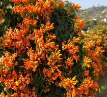 花友在家种“一点就炸”的炮仗花，爬墙特厉害，想要花墙的来 