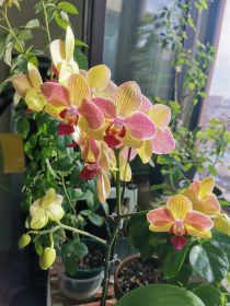 秋天养2种兰，一根枝上开二十朵，像蝴蝶一样灵动 。蝴蝶兰和石斛兰要怎么养护才好？