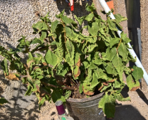 6种花，现在长的快，多浇水、勤施肥 （杜鹃杜鹃杜鹃杜鹃杜鹃杜鹃花秋天施肥，花苞容易干枯）