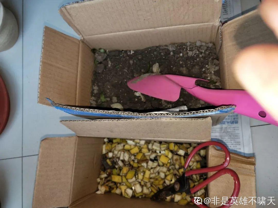 缺肥的7大表现，看清楚，再对症施肥 （家里的花缺什么肥，要对症施肥才有效）