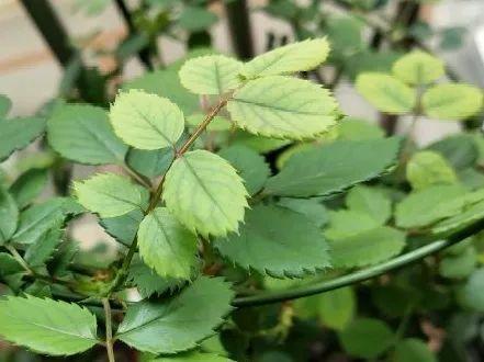 缺肥的7大表现，看清楚，再对症施肥 （家里的花缺什么肥，要对症施肥才有效）
