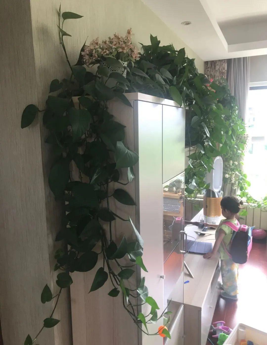 绿萝爬满整个家，老妈却说“阴气”重，让我清理掉 