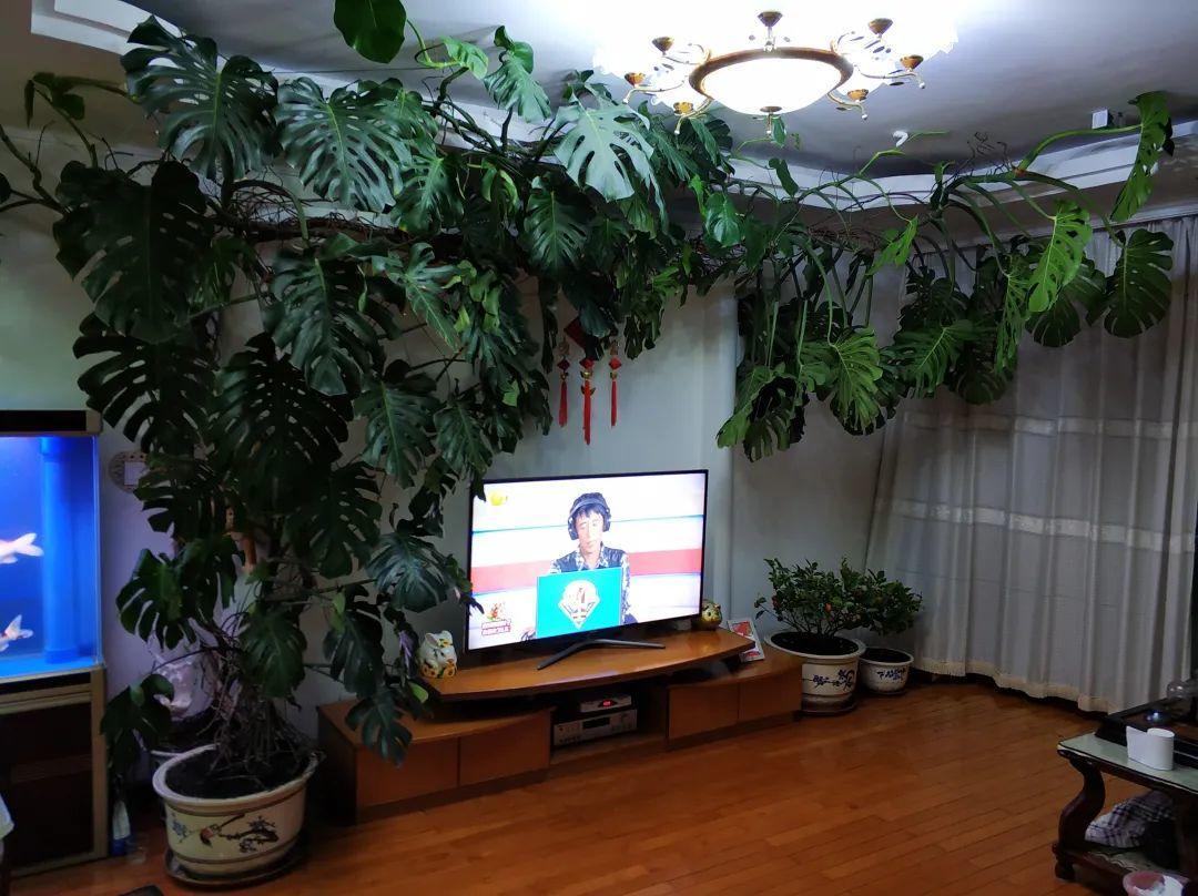 绿萝爬满整个家，老妈却说“阴气”重，让我清理掉 