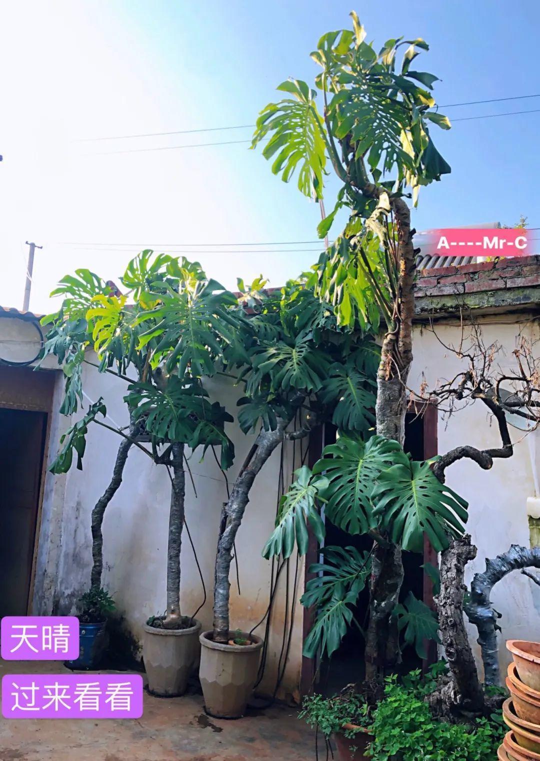 绿萝爬满整个家，老妈却说“阴气”重，让我清理掉 