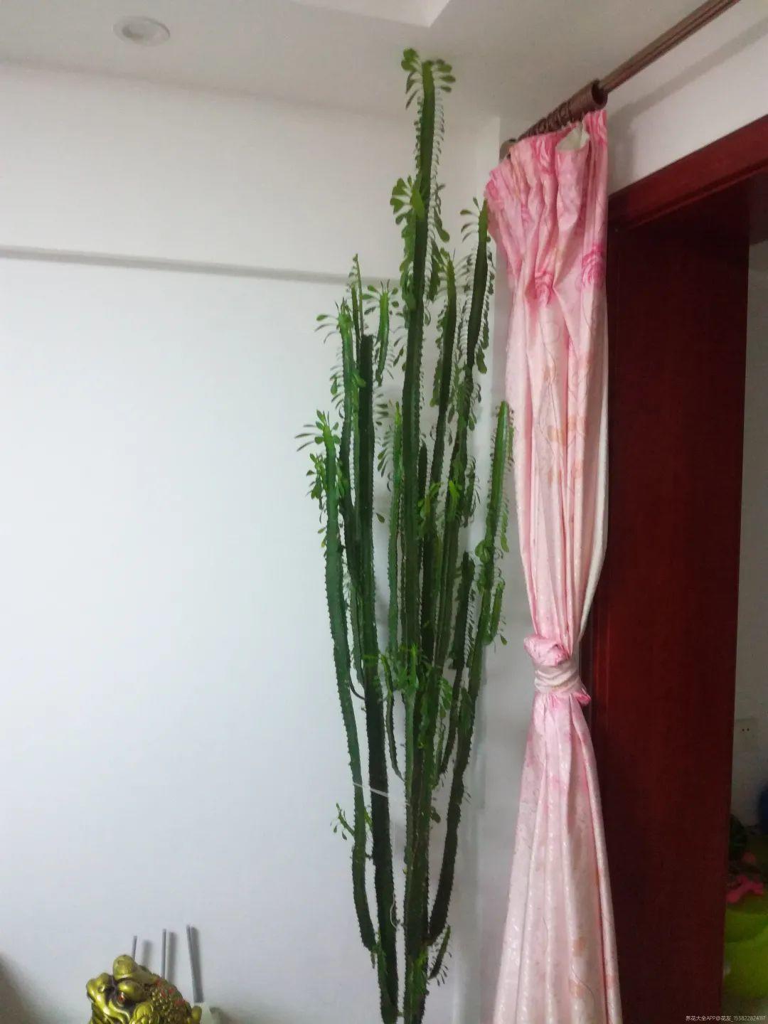 绿萝爬满整个家，老妈却说“阴气”重，让我清理掉 