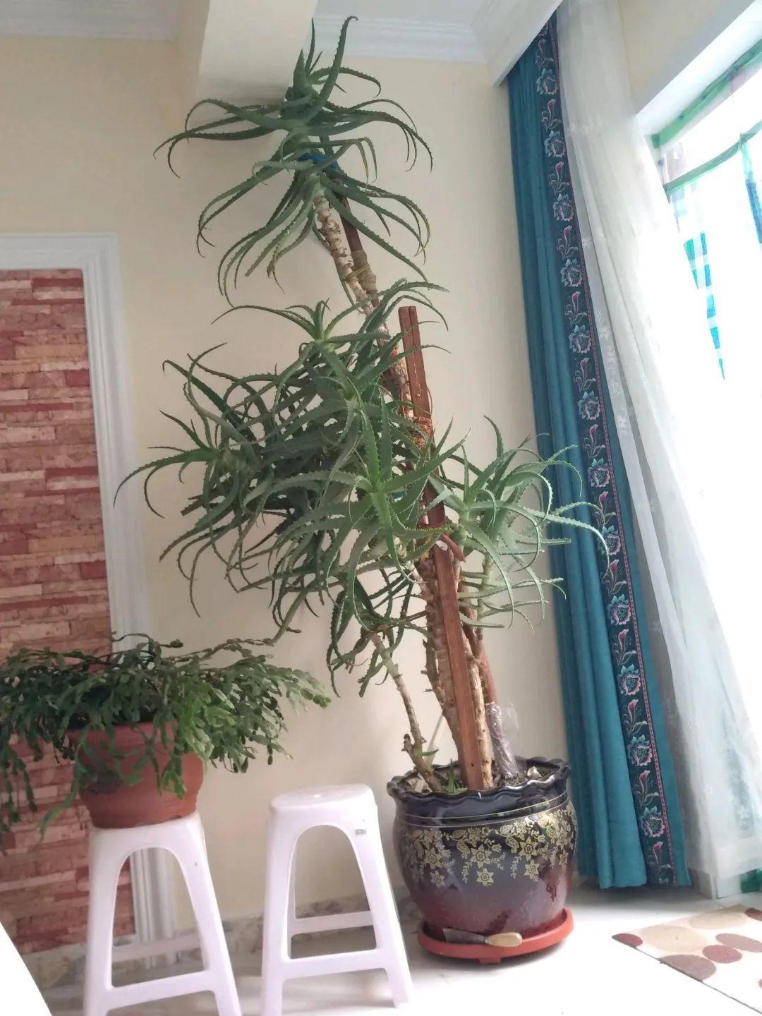 绿萝爬满整个家，老妈却说“阴气”重，让我清理掉 