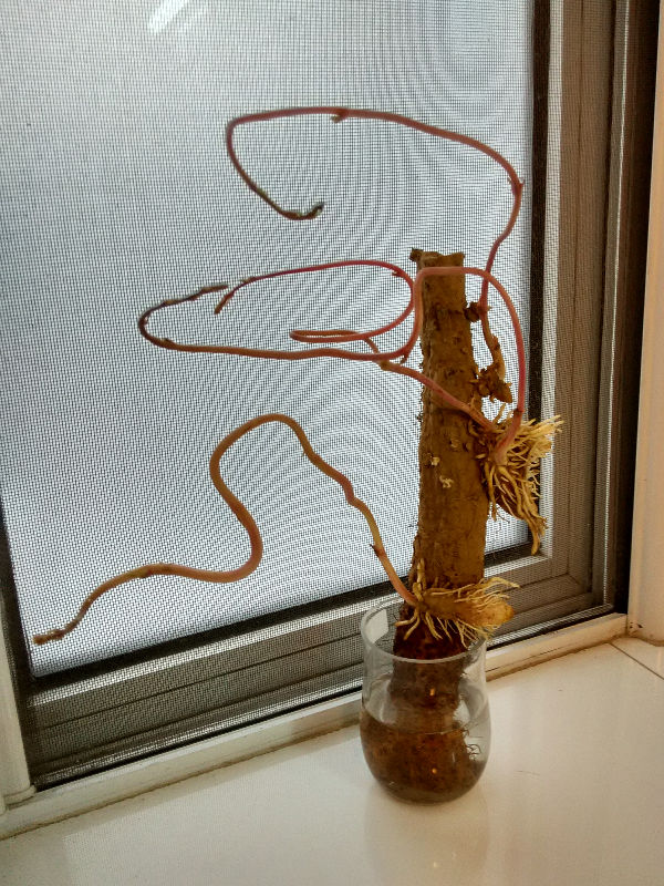 一节山药埋土里~明年就能长满盆，半月长成爬藤花，还能结出“山药豆” 