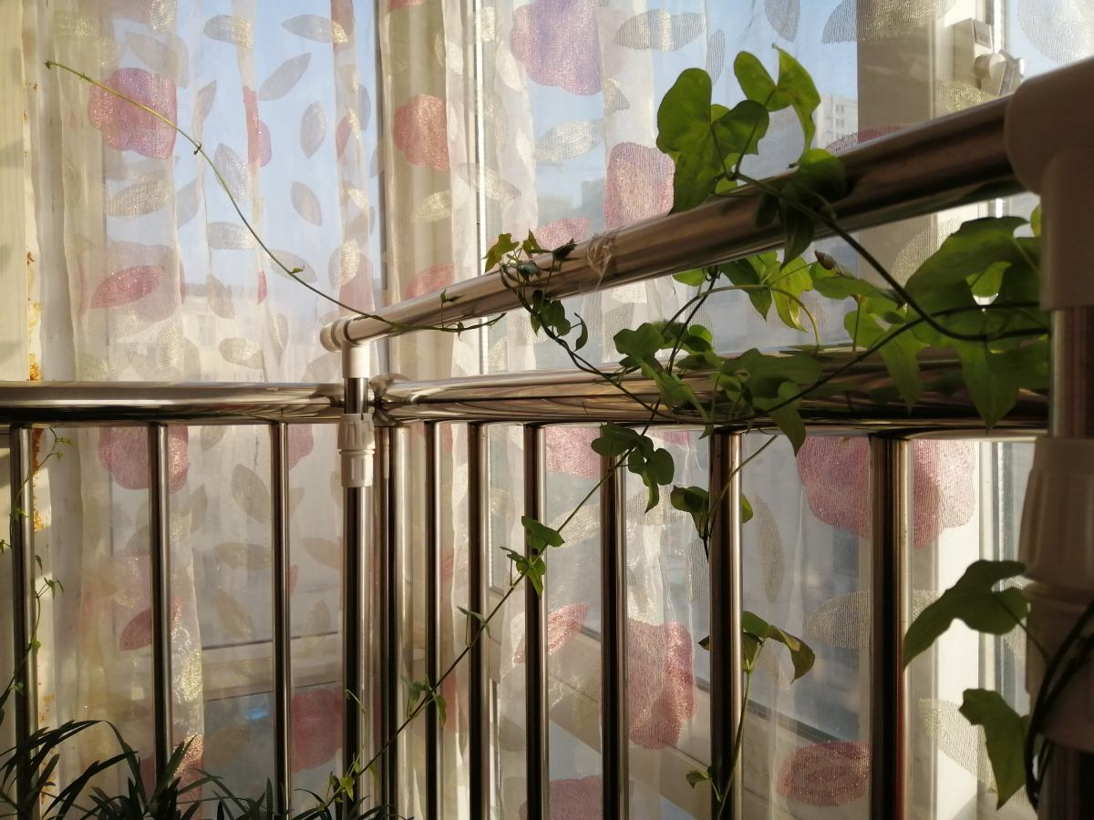 一节山药埋土里~明年就能长满盆，半月长成爬藤花，还能结出“山药豆” 
