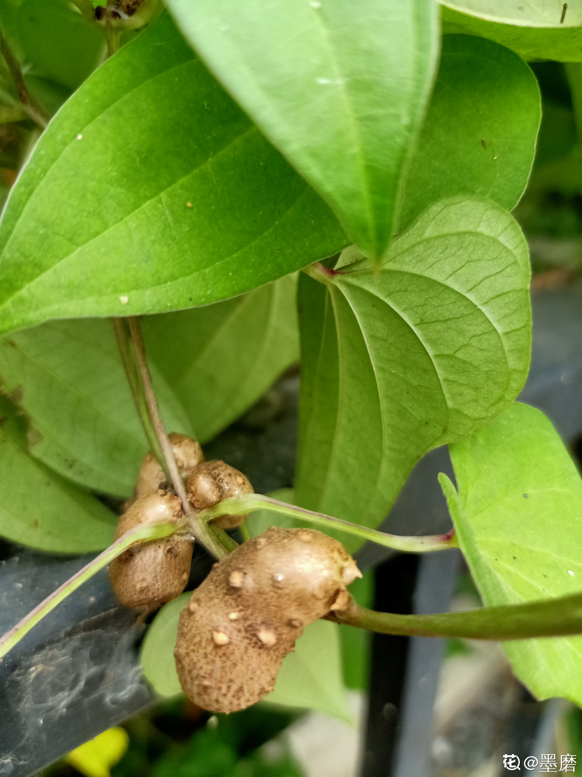 一节山药埋土里~明年就能长满盆，半月长成爬藤花，还能结出“山药豆” 