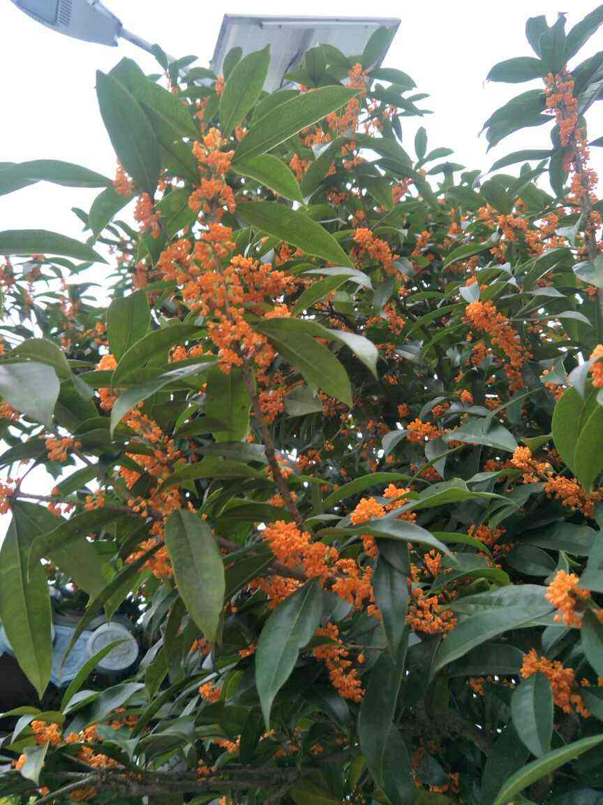 九月份养桂花，做好这几点，桂花开花不断！不然花叶掉光了，只剩光杆 