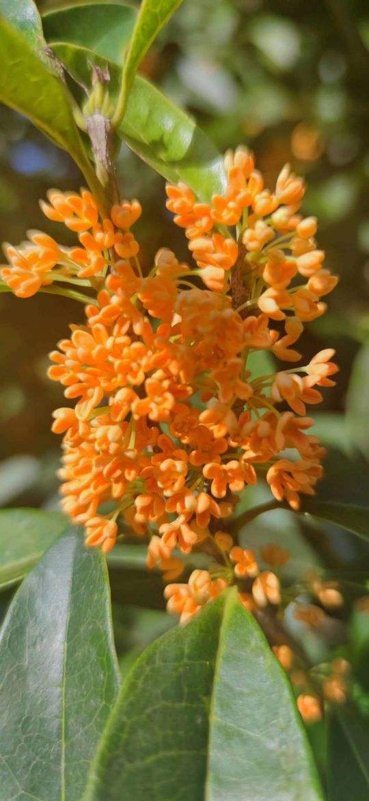 九月份养桂花，做好这几点，桂花开花不断！不然花叶掉光了，只剩光杆 