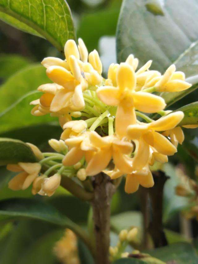九月份养桂花，做好这几点，桂花开花不断！不然花叶掉光了，只剩光杆 