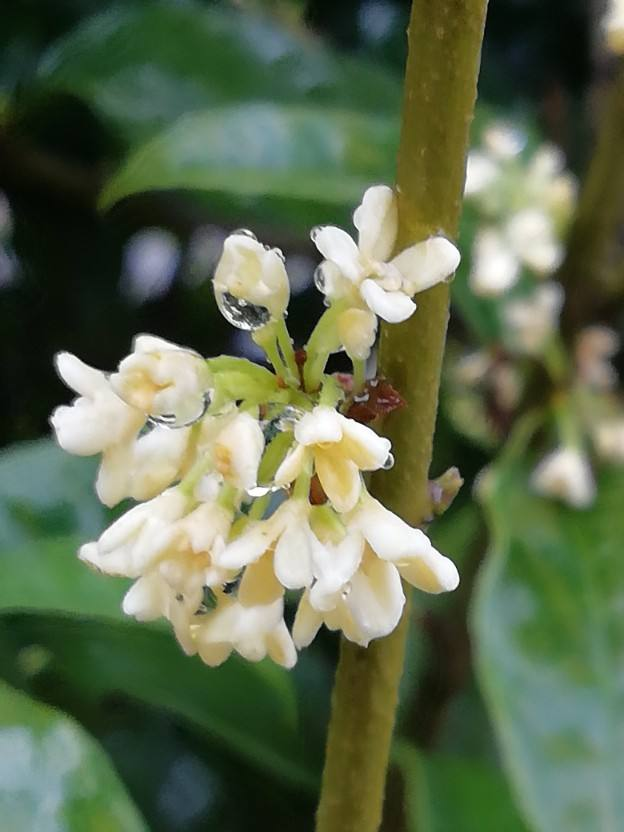 九月份养桂花，做好这几点，桂花开花不断！不然花叶掉光了，只剩光杆 