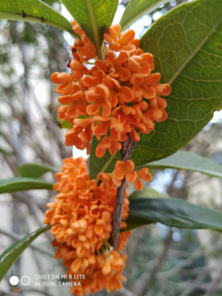 九月份养桂花，做好这几点，桂花开花不断！不然花叶掉光了，只剩光杆 