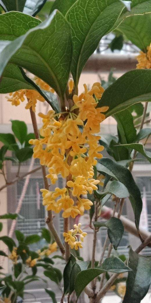 九月份养桂花，做好这几点，桂花开花不断！不然花叶掉光了，只剩光杆 