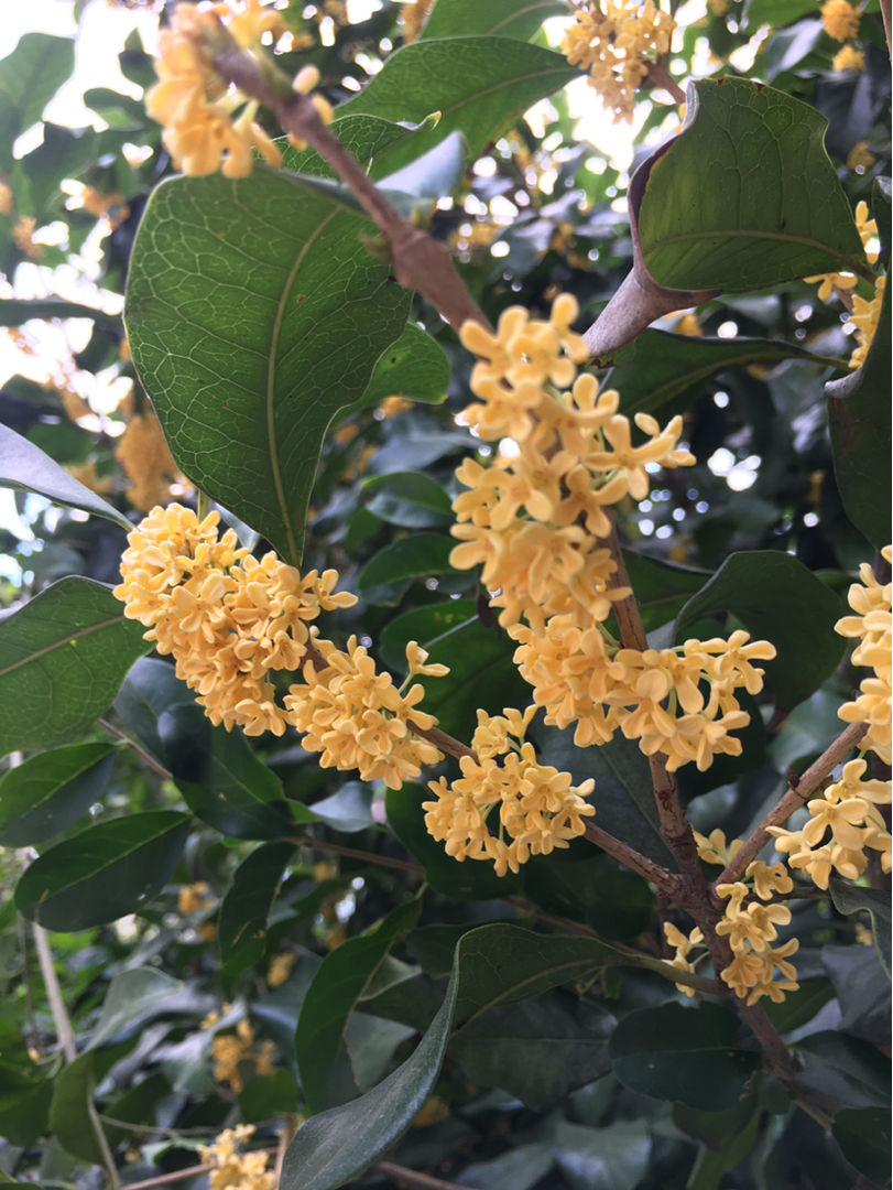 九月份养桂花，做好这几点，桂花开花不断！不然花叶掉光了，只剩光杆 