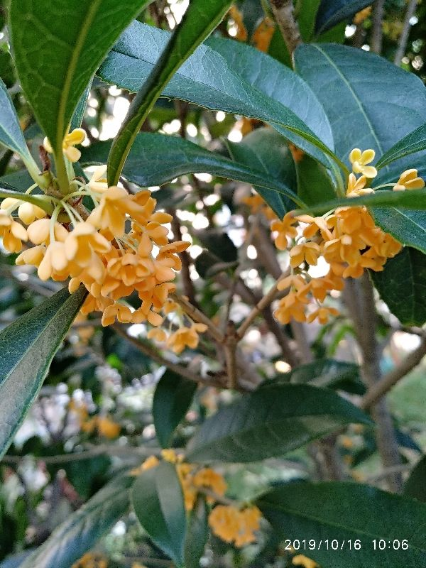 九月份养桂花，做好这几点，桂花开花不断！不然花叶掉光了，只剩光杆 