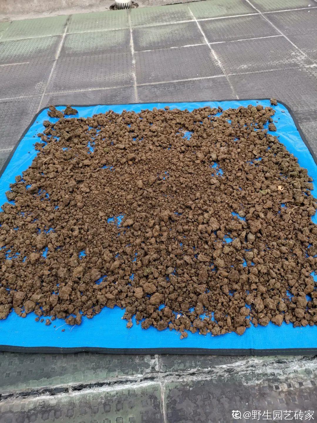 换盆的旧土别丢了，掺点料，肥得冒油 ，（日常生活中，有很多东西都能拿来做花肥，养花必备）