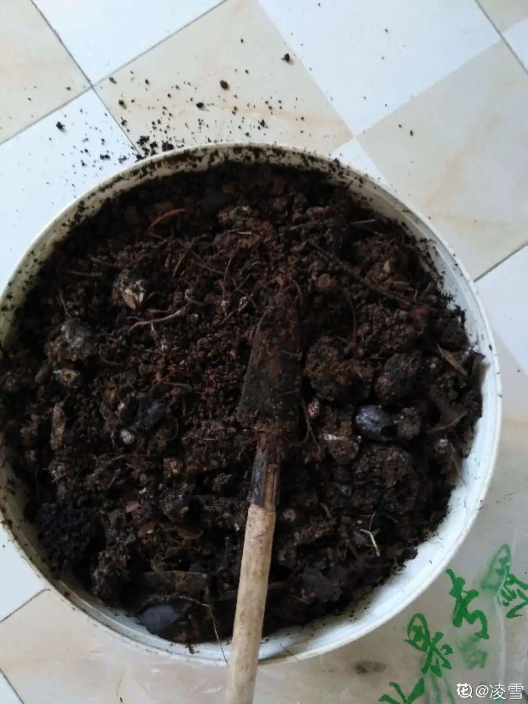 换盆的旧土别丢了，掺点料，肥得冒油 ，（日常生活中，有很多东西都能拿来做花肥，养花必备）
