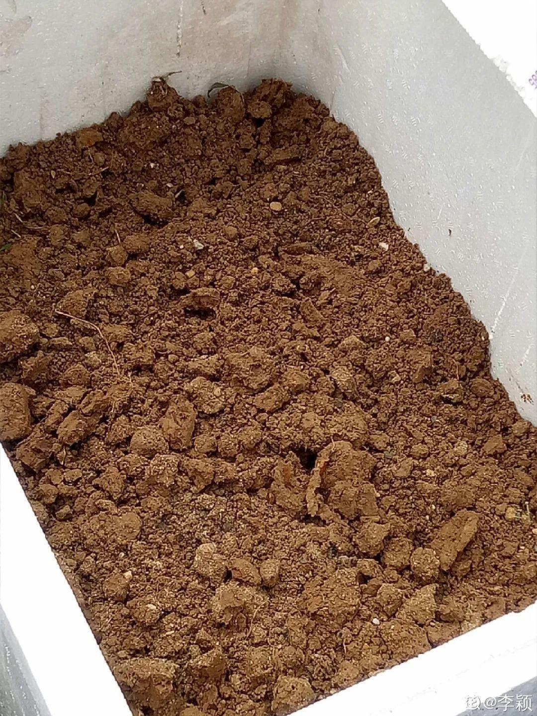 换盆的旧土别丢了，掺点料，肥得冒油 ，（日常生活中，有很多东西都能拿来做花肥，养花必备）