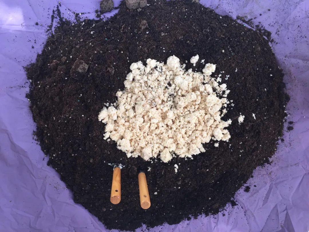 换盆的旧土别丢了，掺点料，肥得冒油 ，（日常生活中，有很多东西都能拿来做花肥，养花必备）