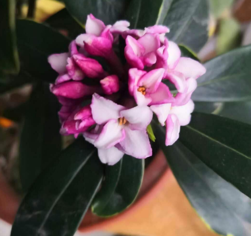 金边瑞香不开花，种法不对，再怎么养也白费 （家里的金边瑞香不爱开花？可能是这里出了问题）