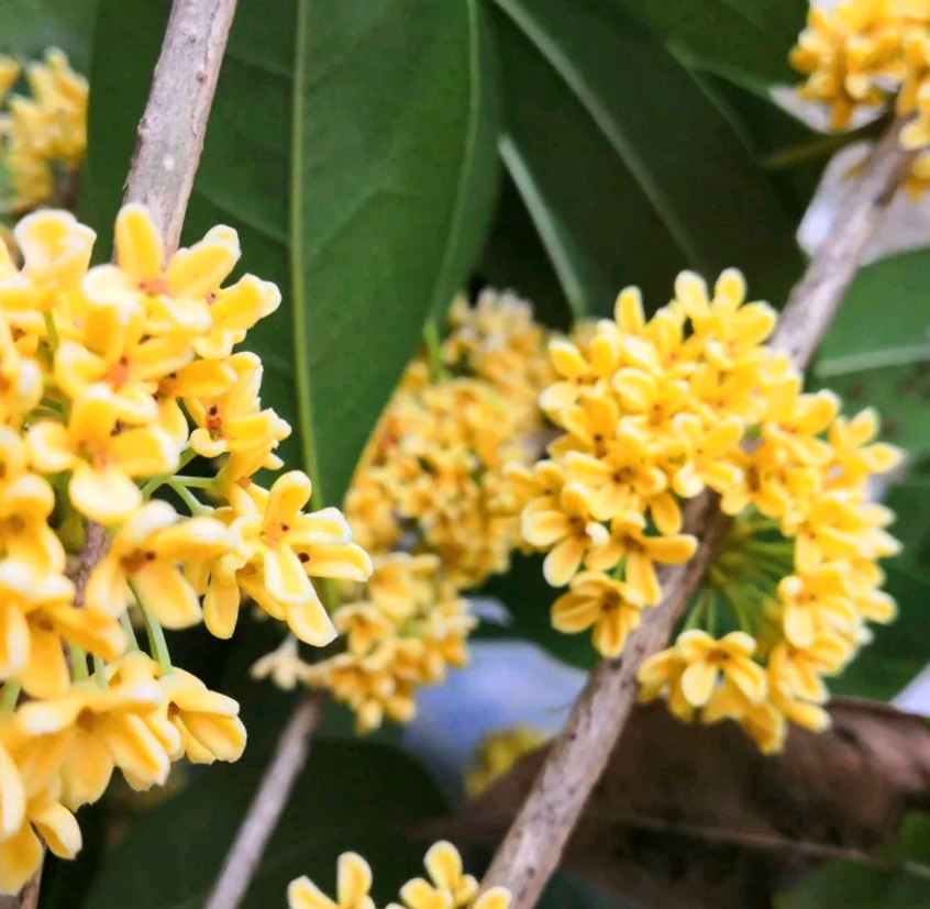 4种花卉“一剪没”，秋天剪一刀，花朵少一半 