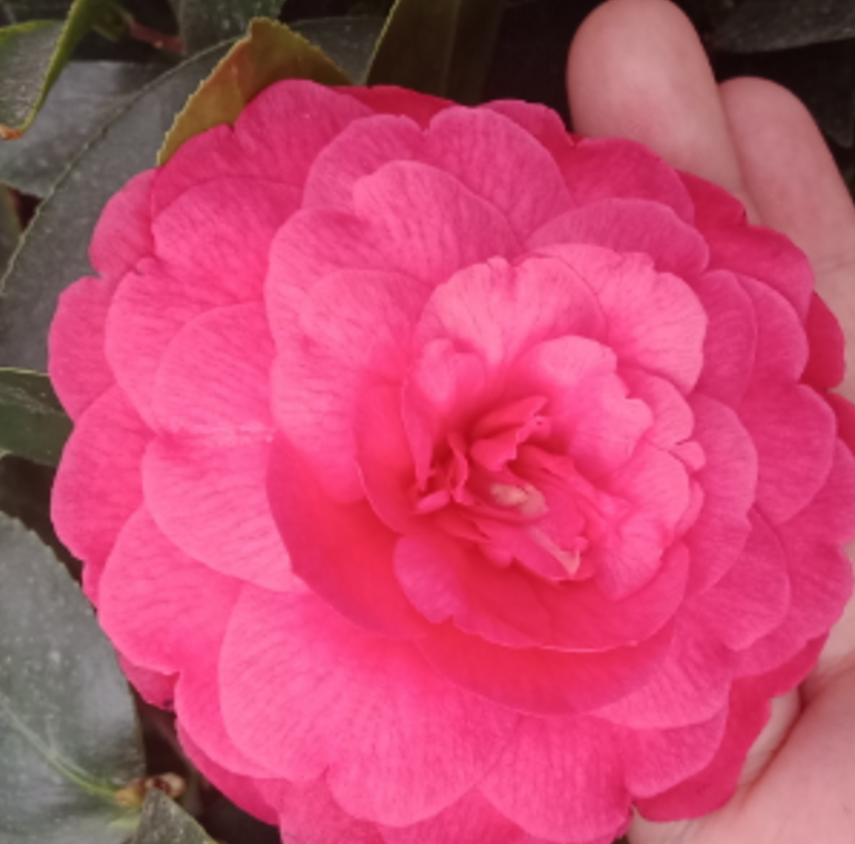 4种花卉“一剪没”，秋天剪一刀，花朵少一半 