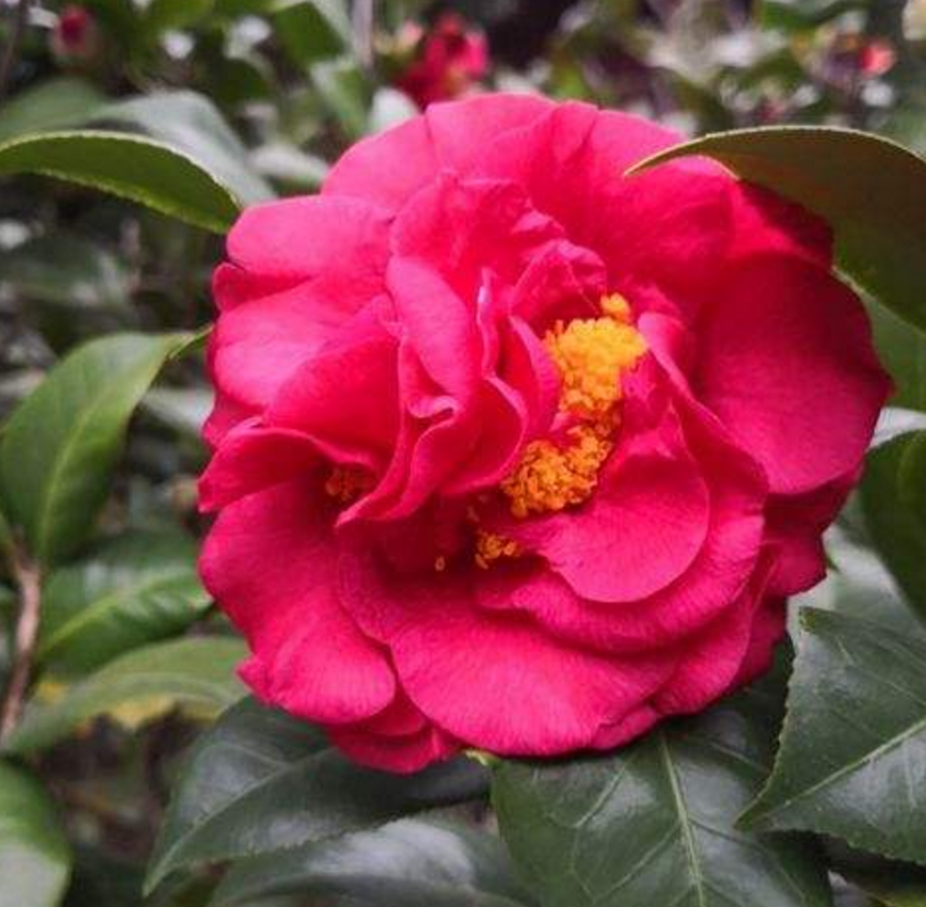 4种花卉“一剪没”，秋天剪一刀，花朵少一半 