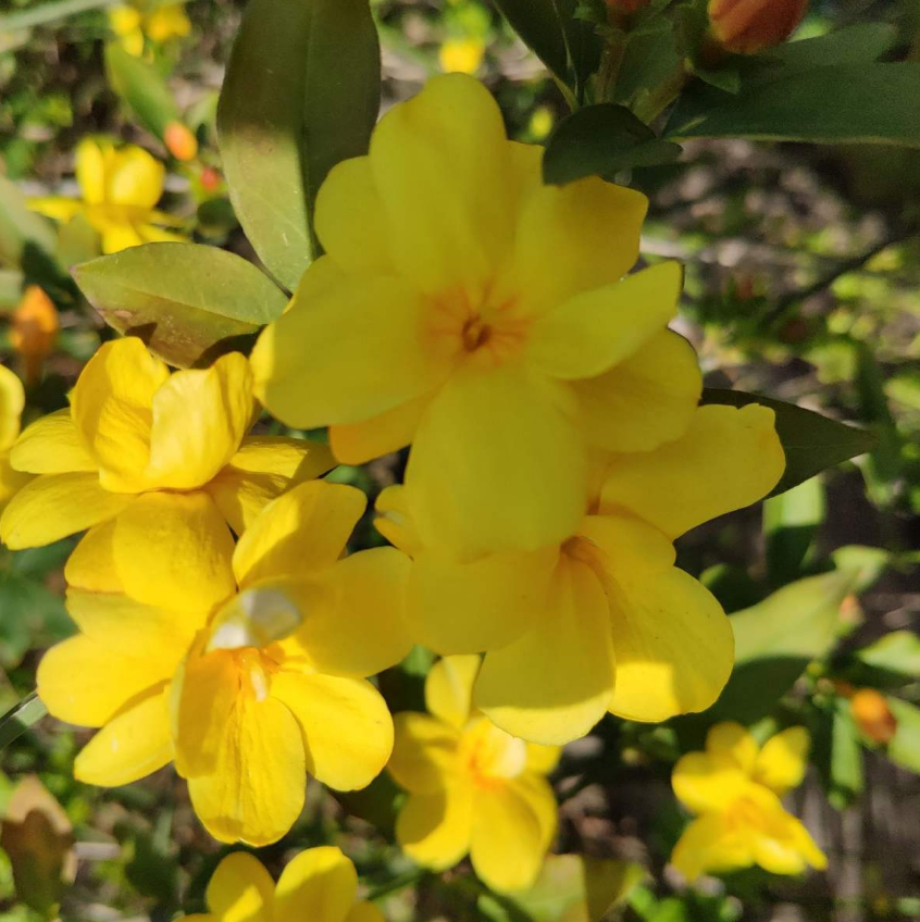 4种花卉“一剪没”，秋天剪一刀，花朵少一半 