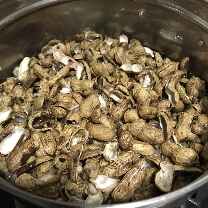 花盆里垫点小东西，大大增加透气性，养花不烂根 （花友们跟着花一块来学学吧）