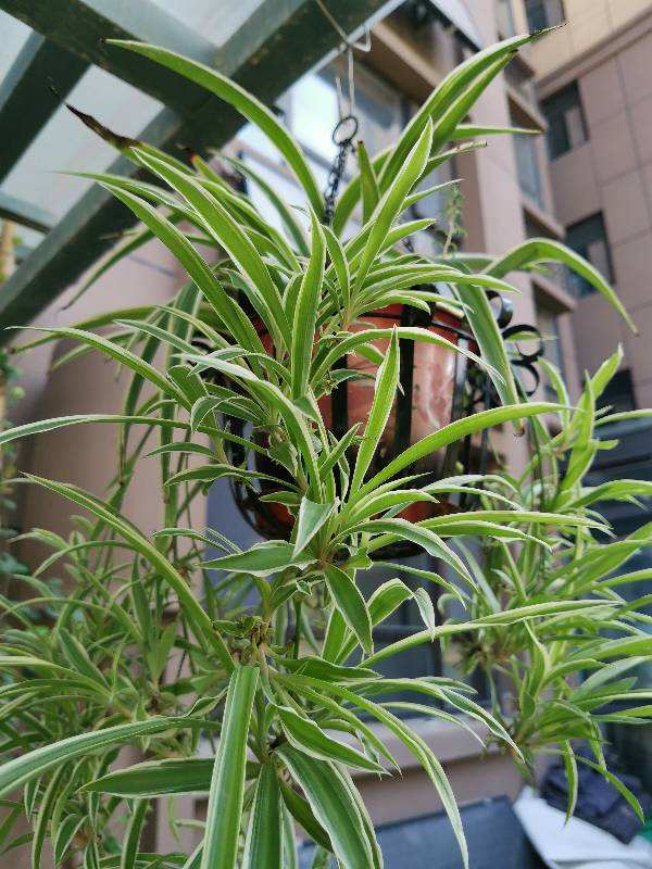 养花一定要会养根，根系长得壮，植物才有精神 （吊兰、多肉如何养根？学会这几招，根系长得快！）