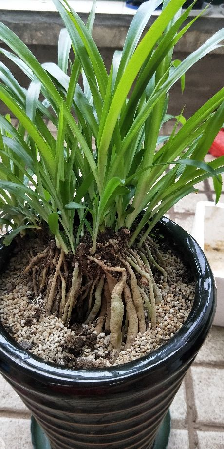 养花一定要会养根，根系长得壮，植物才有精神 （吊兰、多肉如何养根？学会这几招，根系长得快！）