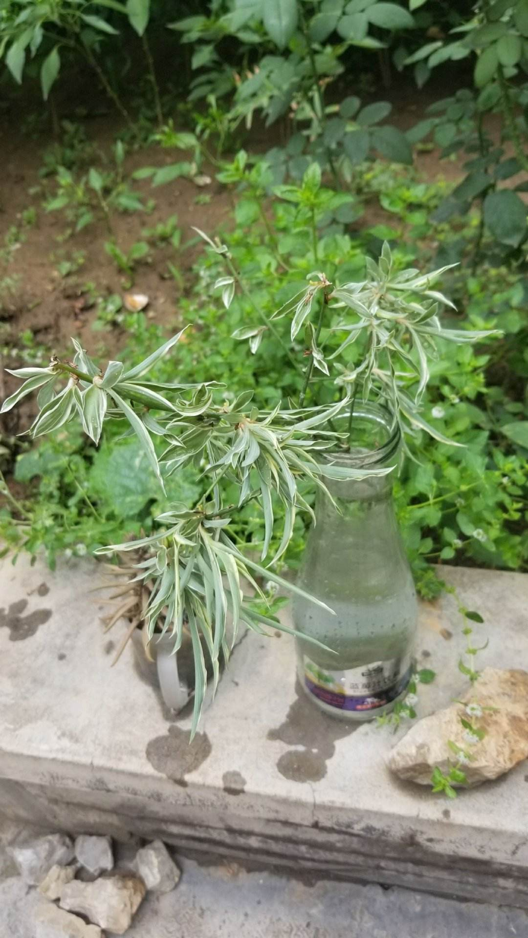 养花一定要会养根，根系长得壮，植物才有精神 （吊兰、多肉如何养根？学会这几招，根系长得快！）