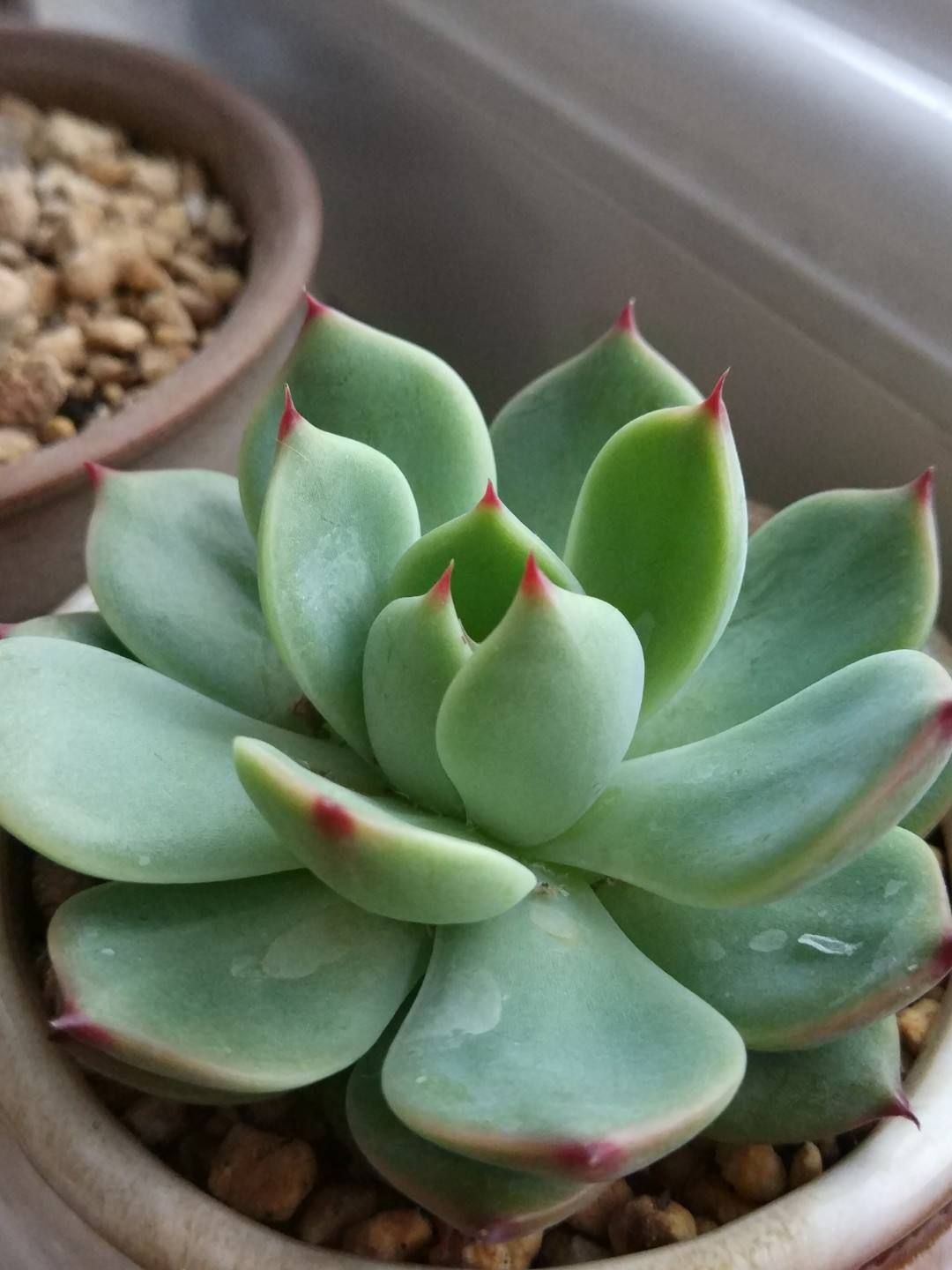 养花一定要会养根，根系长得壮，植物才有精神 （吊兰、多肉如何养根？学会这几招，根系长得快！）