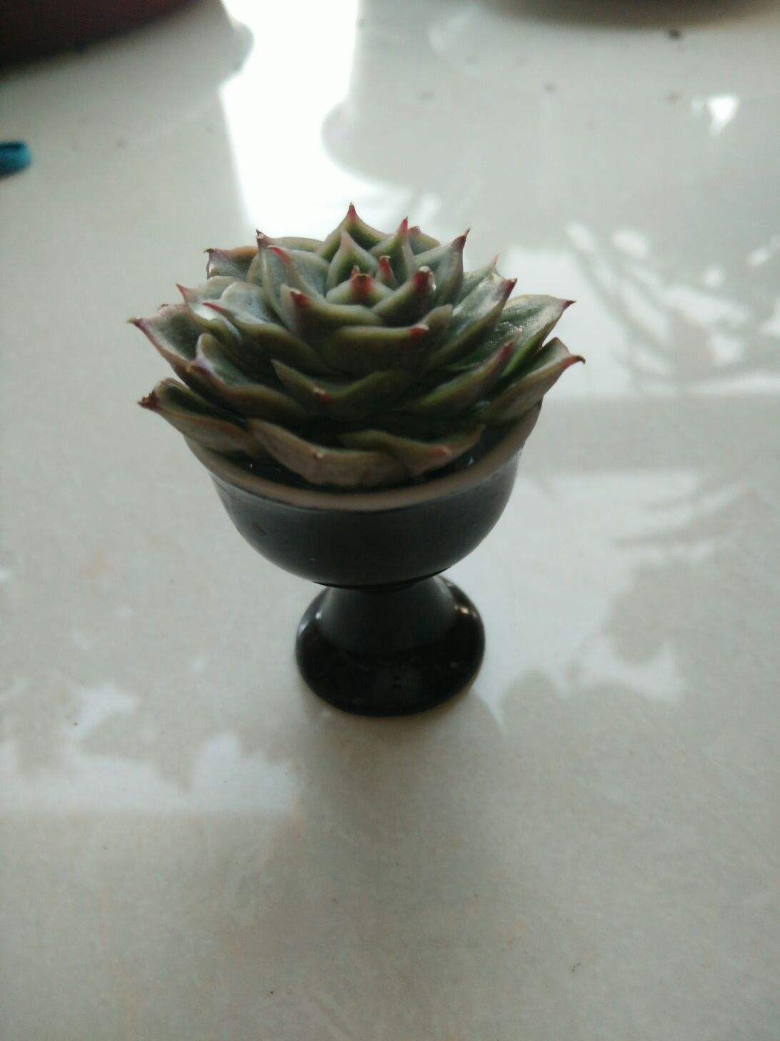 养花一定要会养根，根系长得壮，植物才有精神 （吊兰、多肉如何养根？学会这几招，根系长得快！）