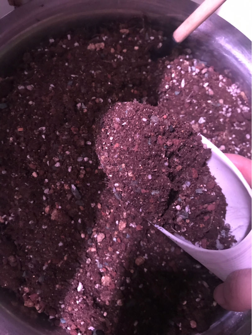 养花一定要会养根，根系长得壮，植物才有精神 （吊兰、多肉如何养根？学会这几招，根系长得快！）