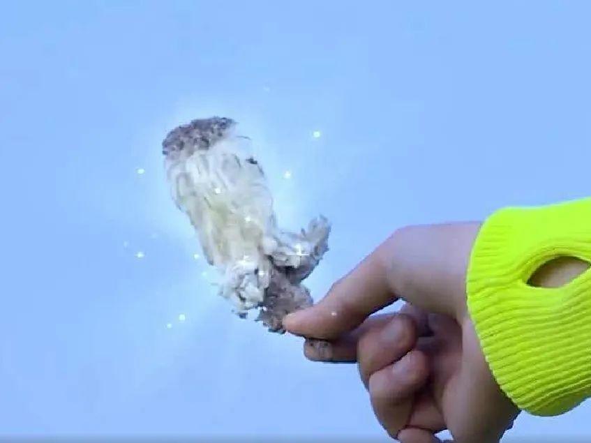 我国二级保护植物雪莲花，遇到千万要保护好它，不要乱掐