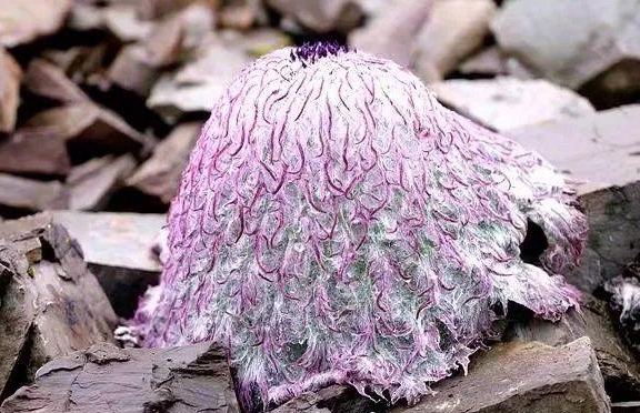 我国二级保护植物雪莲花，遇到千万要保护好它，不要乱掐