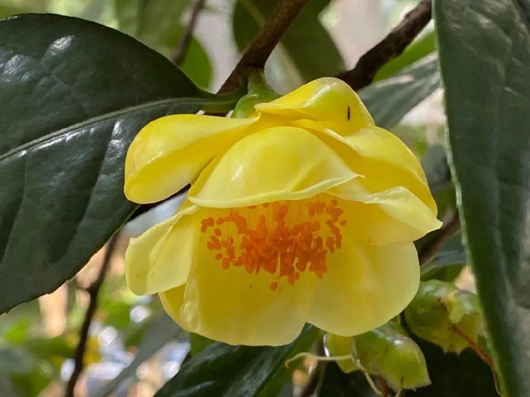 我国二级保护植物雪莲花，遇到千万要保护好它，不要乱掐