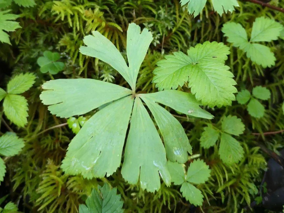 我国二级保护植物雪莲花，遇到千万要保护好它，不要乱掐