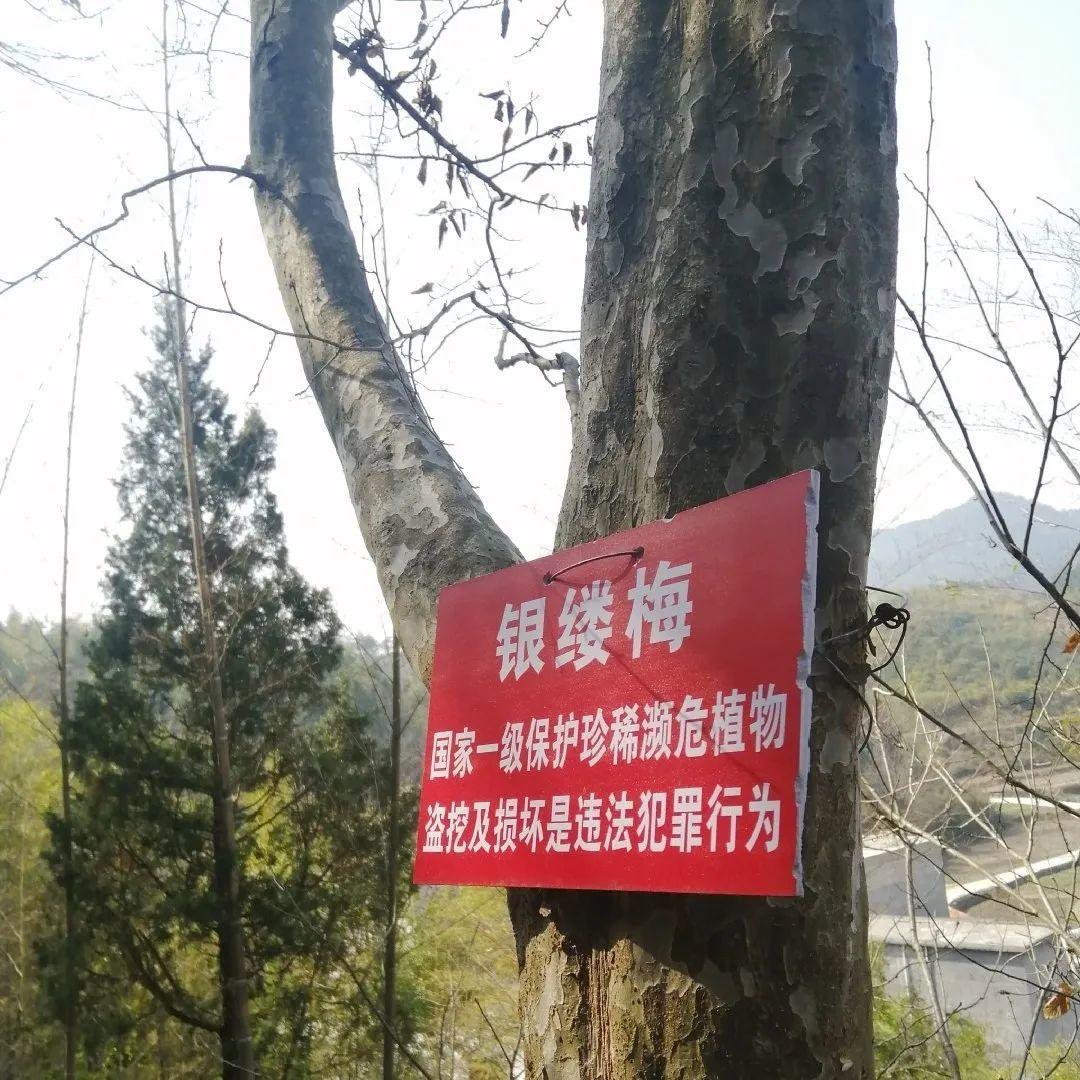 我国二级保护植物雪莲花，遇到千万要保护好它，不要乱掐