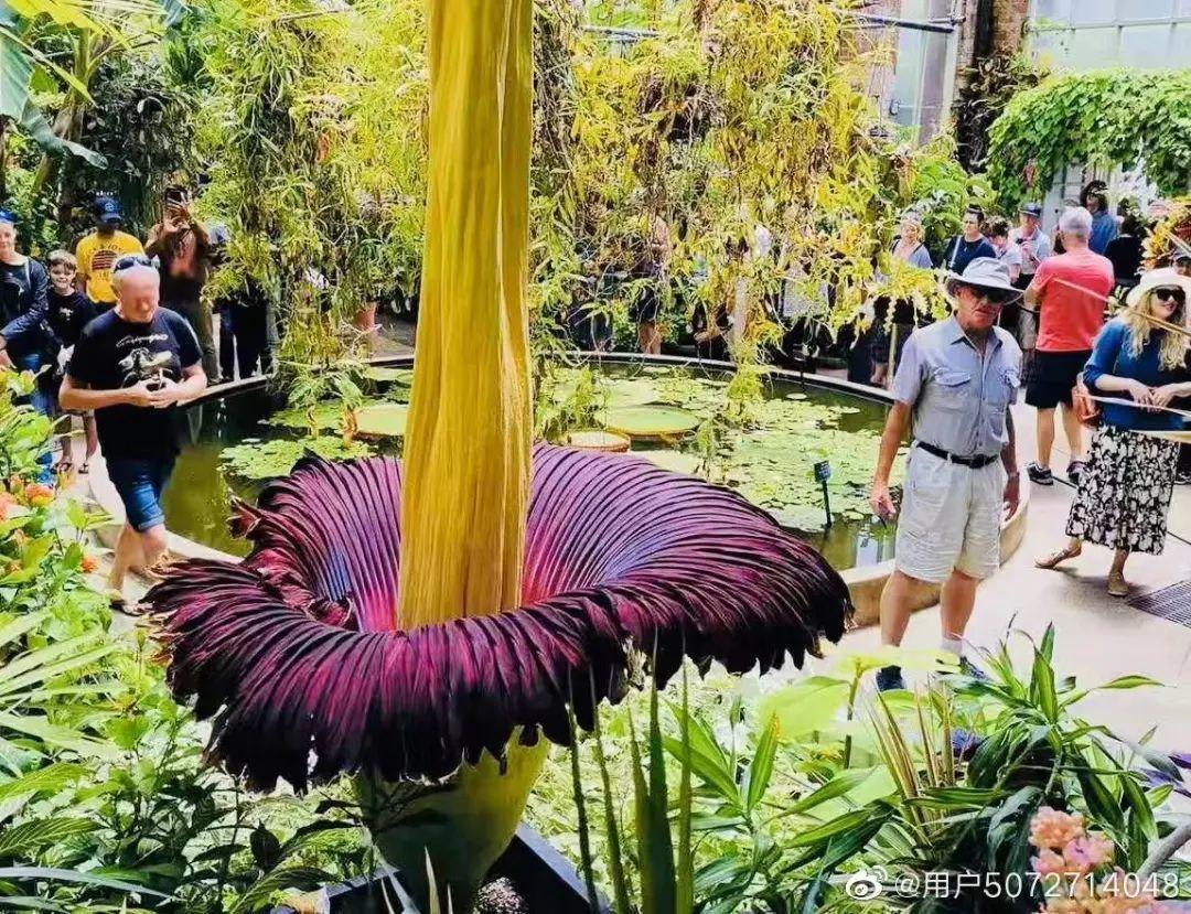 世界上最臭的8种花好看也别养，臭气熏天，恶心得吃不下饭 