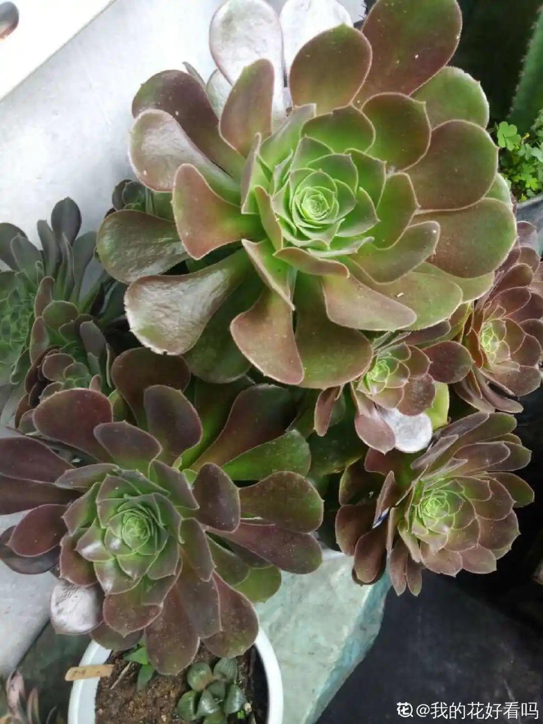 世界上最臭的8种花好看也别养，臭气熏天，恶心得吃不下饭 