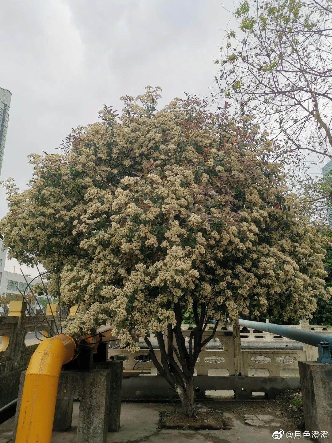 世界上最臭的8种花好看也别养，臭气熏天，恶心得吃不下饭 