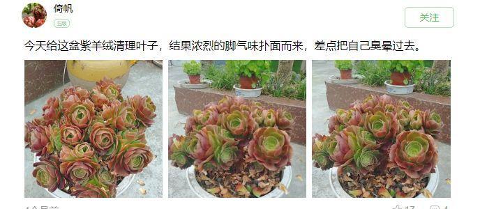 世界上最臭的8种花好看也别养，臭气熏天，恶心得吃不下饭 