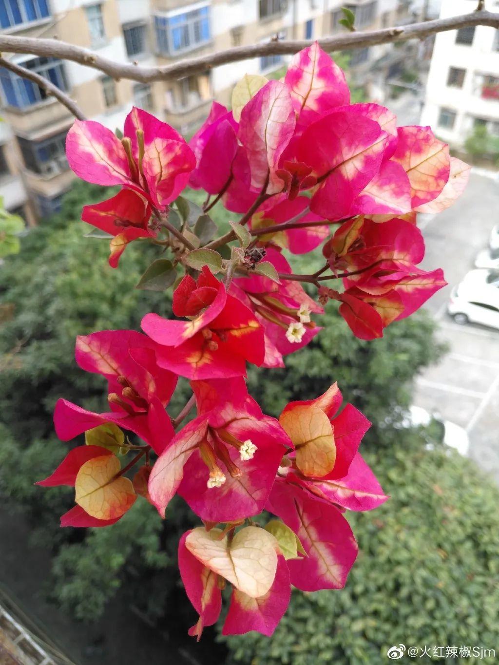 秋天客厅养这10种花，个个美得像油画，特别上档次 
